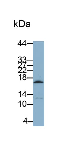 Invitrogen CGA Monoclonal Antibody (C2), Invitrogen 200 &mu;L; Unconjugated:Antikörper