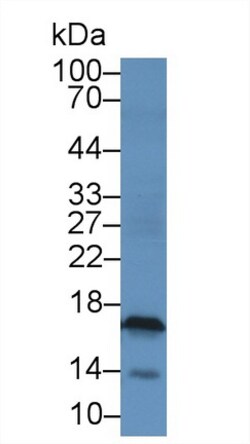 Invitrogen CGA Monoclonal Antibody (C2), Invitrogen 20 &mu;L; Unconjugated:Antibodies,