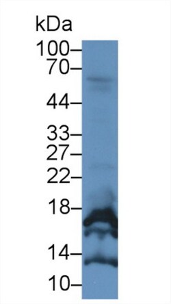 Invitrogen CGA Monoclonal Antibody (C2), Invitrogen 20 &mu;L; Unconjugated:Antibodies,