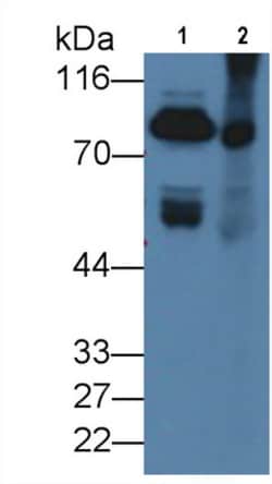 Invitrogen Prothrombin Monoclonal Antibody (C19), Invitrogen 20 &mu;L;