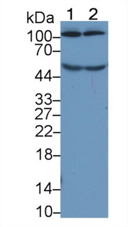 Complement C5a Monoclonal Antibody (D4), Invitrogen:Antibodies:Primary