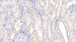 Invitrogen NRGN Monoclonal Antibody (C1), Invitrogen 20 &mu;L | Buy Online | Invitrogen&trade; | Fisher Scientific