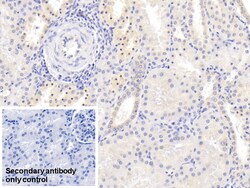 Invitrogen NRGN Monoclonal Antibody (C1), Invitrogen 20 &mu;L | Buy Online | Invitrogen&trade; | Fisher Scientific
