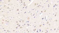 Invitrogen NRGN Monoclonal Antibody (C1), Invitrogen 20 &mu;L | Buy Online | Invitrogen&trade; | Fisher Scientific