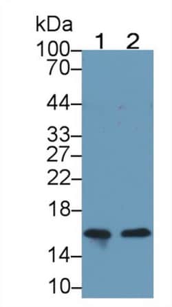 Invitrogen NRGN Monoclonal Antibody (C1), Invitrogen 20 &mu;L | Buy Online | Invitrogen&trade; | Fisher Scientific