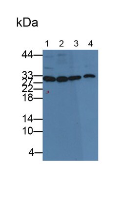 Invitrogen Carbonic Anhydrase III Monoclonal Antibody (C2), Invitrogen