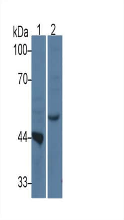 TDO2 Monoclonal Antibody (C10), Invitrogen:Antibodies:Primary Antibodies