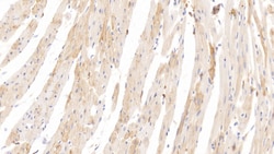 HRG Monoclonal Antibody (C3), Invitrogen:Antibodies:Primary Antibodies