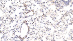 HRG Monoclonal Antibody (C3), Invitrogen:Antibodies:Primary Antibodies