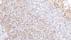 HRG Monoclonal Antibody (C3), Invitrogen:Antibodies:Primary Antibodies