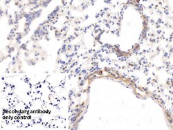 Invitrogen HRG Monoclonal Antibody (C3), Invitrogen 200 &mu;L; Unconjugated:Antibodies,