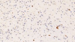 HRG Monoclonal Antibody (C3), Invitrogen:Antibodies:Primary Antibodies
