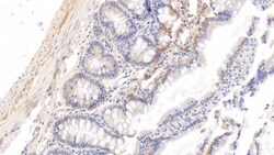 HRG Monoclonal Antibody (C3), Invitrogen:Antibodies:Primary Antibodies