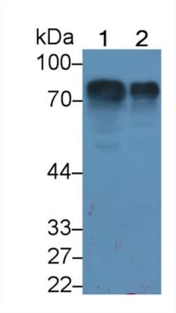 HRG Monoclonal Antibody (C3), Invitrogen:Antibodies:Primary Antibodies