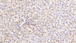 HRG Monoclonal Antibody (C4), Invitrogen:Antibodies:Primary Antibodies
