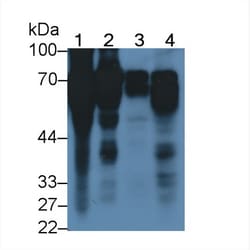HRG Monoclonal Antibody (C4), Invitrogen:Antibodies:Primary Antibodies