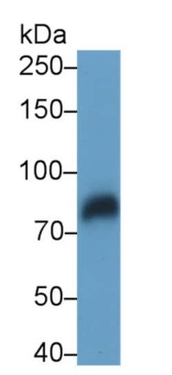 Invitrogen LRP1 Monoclonal Antibody (D3), Invitrogen 200 &mu;L; Unconjugated:Antibodies,