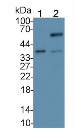 Invitrogen CDX2 Monoclonal Antibody (C2), Invitrogen 200 &mu;L; Unconjugated:Antibodies,