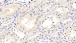 Invitrogen MMP7 Monoclonal Antibody (J9), Invitrogen 20 &mu;L; Unconjugated:Antibodies,