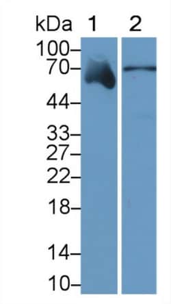 SERPINF2 Monoclonal Antibody (C3), Invitrogen:Antibodies:Primary Antibodies