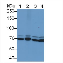 Invitrogen HSPA1B Monoclonal Antibody (C8), Invitrogen 200 &mu;L | Buy Online | Invitrogen&trade; | Fisher Scientific