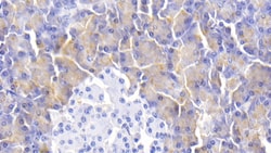 Invitrogen alpha Amylase 1 Monoclonal Antibody (C3), Invitrogen 20 &mu;L;