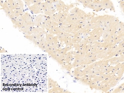 Invitrogen FABP4 Monoclonal Antibody (C12), Invitrogen 20 &mu;L; Unconjugated:Antibodies,