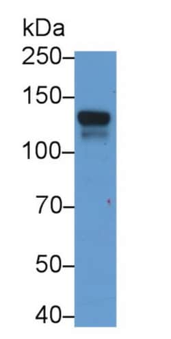 Invitrogen Jagged1 Monoclonal Antibody (C5), Invitrogen 200 &mu;L; Unconjugated:Antibodies,