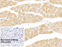 Invitrogen alpha-Cardiac Actin Monoclonal Antibody (C302), Invitrogen 20
