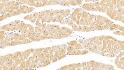 Invitrogen alpha-Cardiac Actin Monoclonal Antibody (C302), Invitrogen:Antibodies:Primary