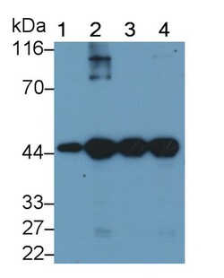 Invitrogen alpha-Cardiac Actin Monoclonal Antibody (C302), Invitrogen:Antibodies:Primary