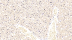 Invitrogen S100A9 Monoclonal Antibody (H5), Invitrogen 20 &mu;L; Unconjugated:Antibodies,