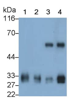 Invitrogen Tryptase Monoclonal Antibody (C13), Invitrogen 20 &mu;L; Unconjugated:Antibodies,