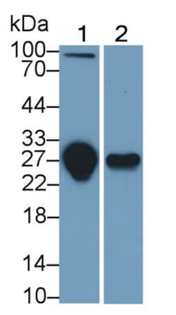 Invitrogen TRAIL-R3 Monoclonal Antibody (C1), Invitrogen 200 &mu;L; Unconjugated:Antibodies,