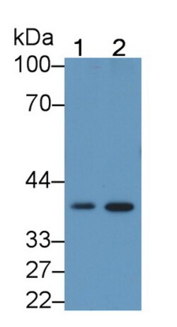 Invitrogen Follistatin Monoclonal Antibody (C13), Invitrogen 200 &mu;L | Buy Online | Invitrogen&trade; | Fisher Scientific