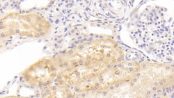 Invitrogen KAO Monoclonal Antibody (C3), Invitrogen 20 &mu;L; Unconjugated:Antibodies,