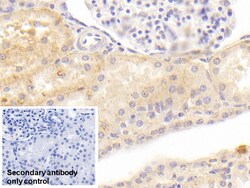 Invitrogen KAO Monoclonal Antibody (C3), Invitrogen 20 &mu;L; Unconjugated:Antibodies,