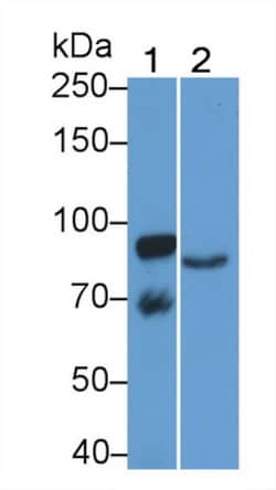 Invitrogen KAO Monoclonal Antibody (C3), Invitrogen 20 &mu;L; Unconjugated:Antibodies,