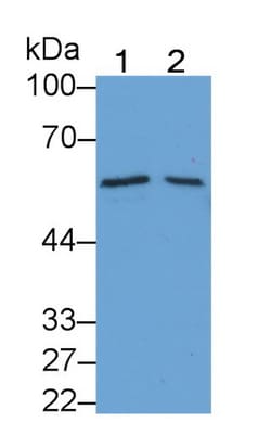 Invitrogen BMP6 Monoclonal Antibody (D2), Invitrogen:Antibodies:Primary
