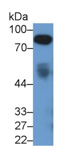 Invitrogen Afamin Monoclonal Antibody (C1), Invitrogen 20 &mu;L; Unconjugated:Antibodies,