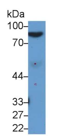 Invitrogen Afamin Monoclonal Antibody (C12), Invitrogen 200 &mu;L; Unconjugated:Antibodies,