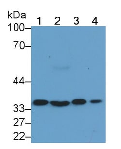 Annexin A4 Monoclonal Antibody (C2), Invitrogen:Antibodies:Primary Antibodies