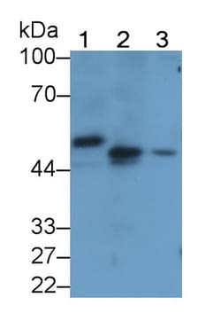 Invitrogen PAI1 Monoclonal Antibody (D1), Invitrogen 20 &mu;L; Unconjugated:Antibodies,