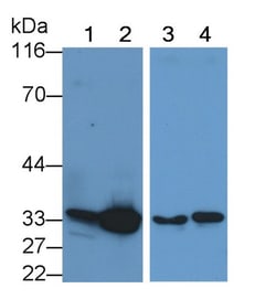 Invitrogen Caspase 6 Monoclonal Antibody (C6), Invitrogen 200 &mu;L; Unconjugated:Antibodies,