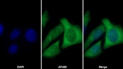 Invitrogen Cofilin Monoclonal Antibody (C12), Invitrogen 20 &mu;L; Unconjugated:Antibodies,