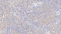 Invitrogen Cofilin Monoclonal Antibody (C12), Invitrogen 20 &mu;L; Unconjugated:Antibodies,