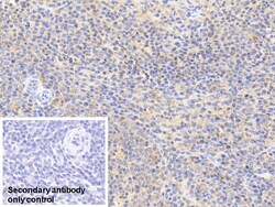 Invitrogen Cofilin Monoclonal Antibody (C12), Invitrogen 20 &mu;L; Unconjugated:Antibodies,