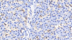 Invitrogen Cofilin Monoclonal Antibody (C12), Invitrogen 20 &mu;L; Unconjugated:Antibodies,