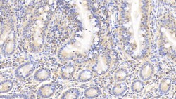Invitrogen Cofilin Monoclonal Antibody (C12), Invitrogen 20 &mu;L; Unconjugated:Antibodies,