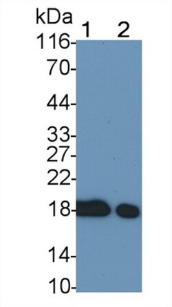 Invitrogen Cofilin Monoclonal Antibody (C12), Invitrogen 20 &mu;L; Unconjugated:Antibodies,